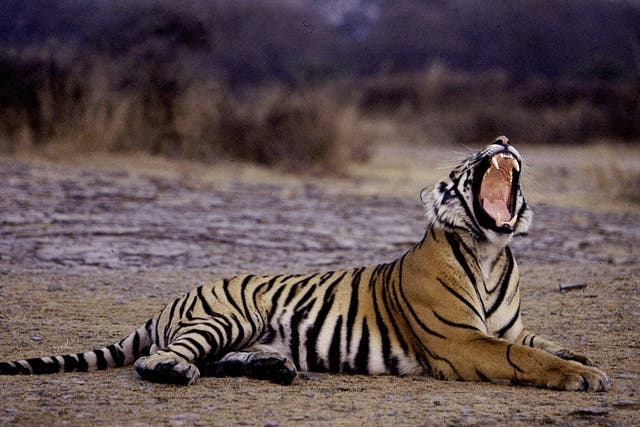 <p>A tiger yawns at Ranthambore National Park in January 2004</p>