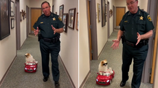 Florida sheriff’s office demonstrates road safety using dog in adorable clip