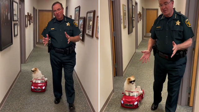 <p>Florida Sheriff’s Office demonstrates road safety using dog in adorable clip</p>