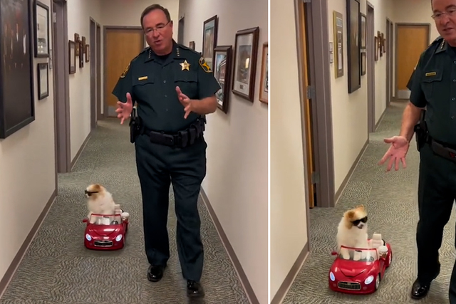 <p>Florida Sheriff’s Office demonstrates road safety using dog in adorable clip</p>