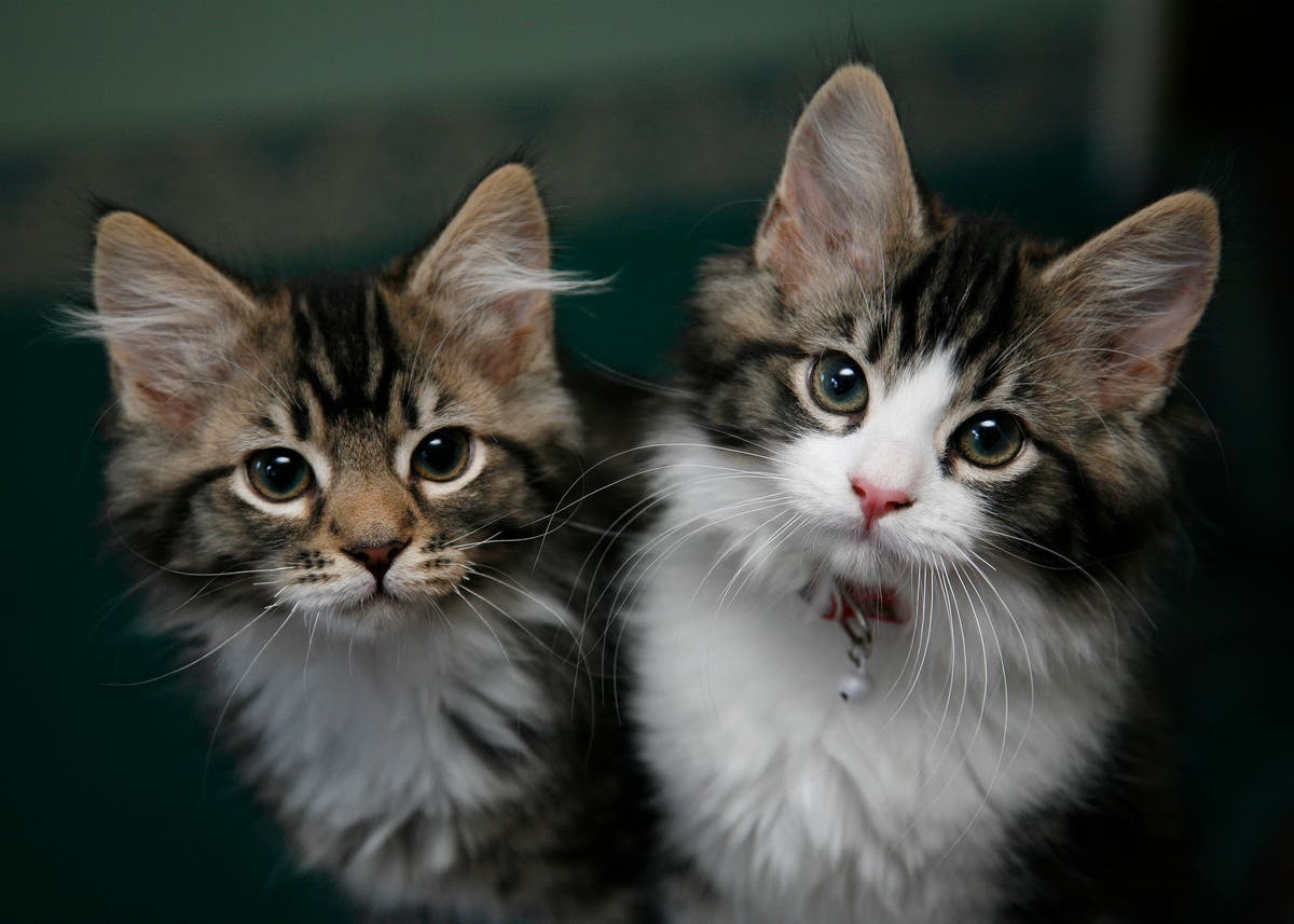 Cães e gatos transmitem superbactérias resistentes a antibióticos aos donos