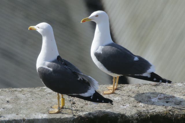 A man who had a seagull on a lead was arrested in Blackpool