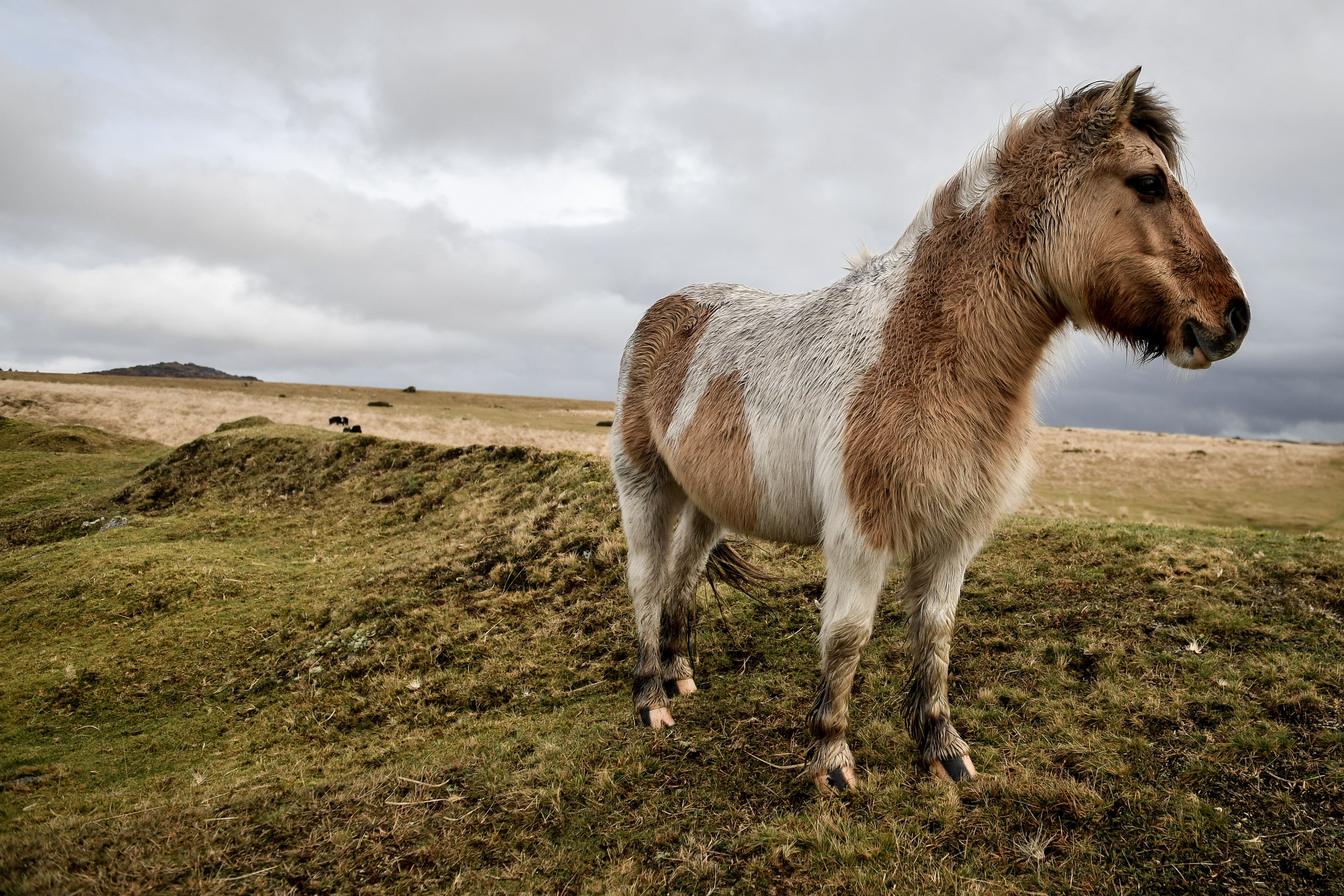 Two landowners previously won a High Court challenge against the right to wild camp without permission on the Dartmoor National Park (Ben Birchall/PA)