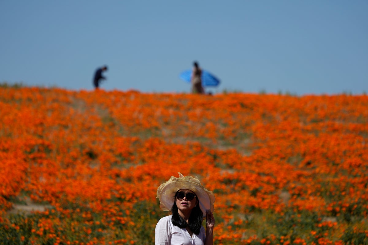 Wet winter gives way to colorful 'Superbloom' in US West