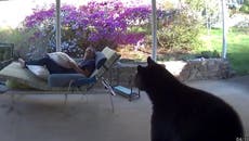 Moment bear comes face-to-face with man relaxing outside home