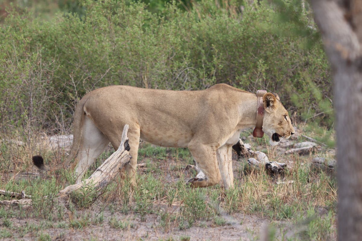 Pride in our prides: mitigating livestock conflict with lions in Botswana&rsquo;s Okavango Delta