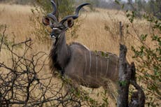 Poaching threatens development of Botswana’s wildlife economy
