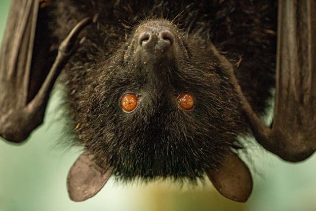 A fruit bat at Bristol Zoo, on Bat Appreciation Day (Ben Birchall/PA)