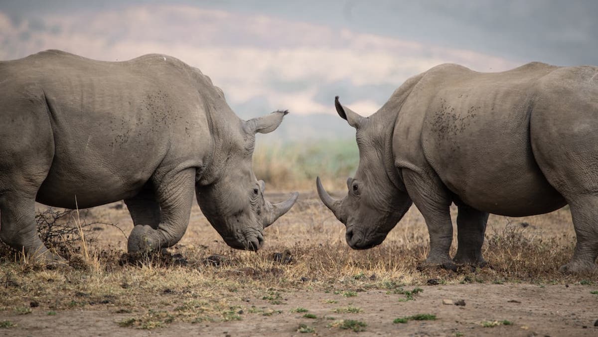 Photo of Slonovinu a rohy nosorožcov pašujú cez Angolu pašeráci, ktorí sa vydávajú za turistov.