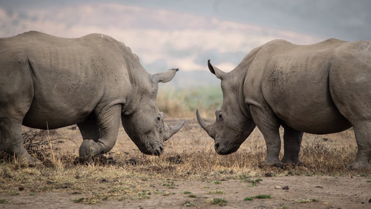 Ivory and rhino horn is being smuggled through Angola by traffickers disguised as tourists