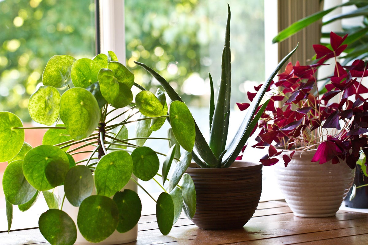 Houseplant myths: An expert sorts fact from fiction