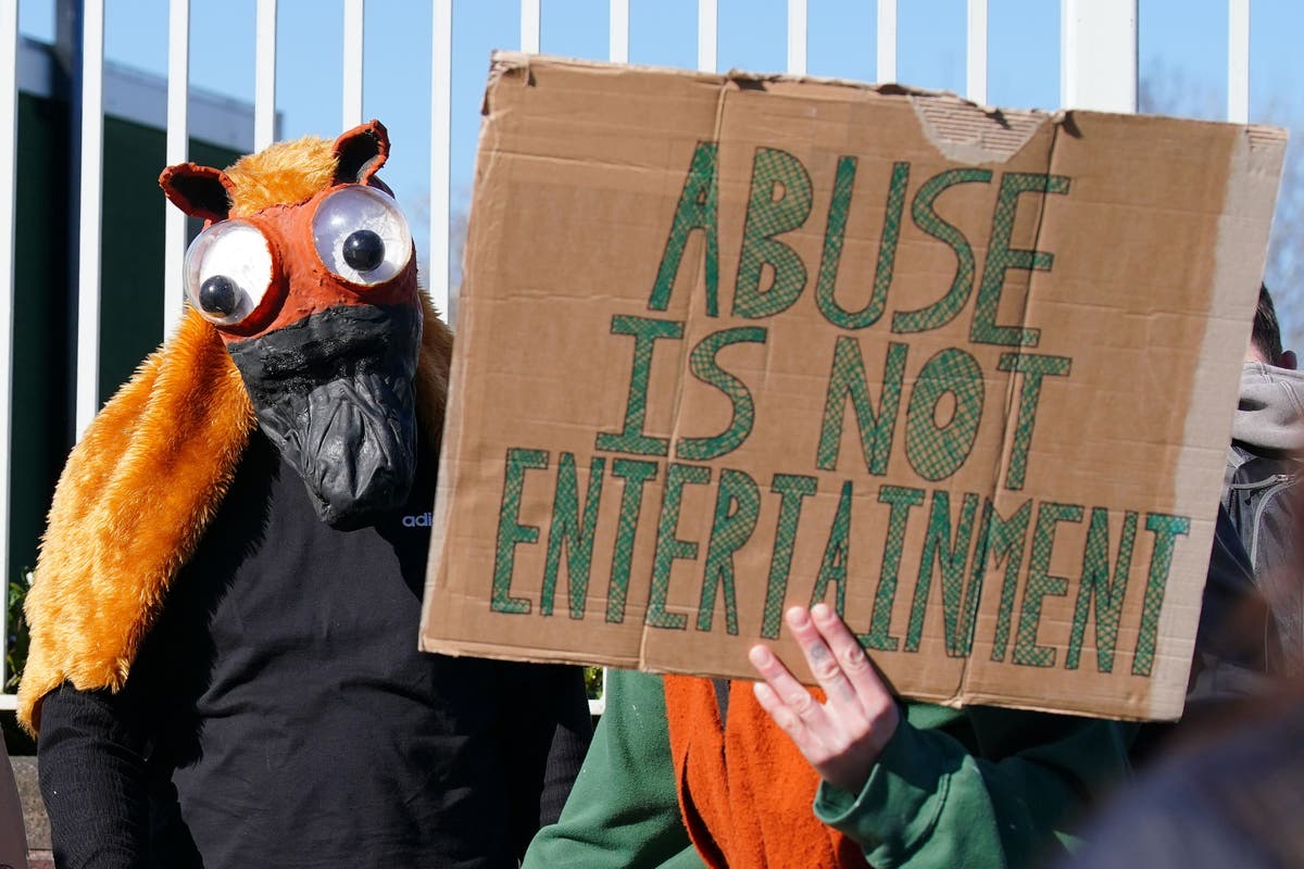 RSPCA calls for horse safety reforms as racing chiefs defend Grand National