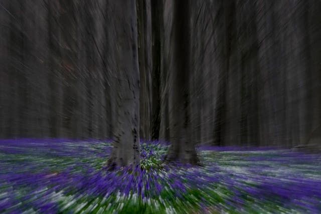 Belgium Bluebell Hyacinth Forest