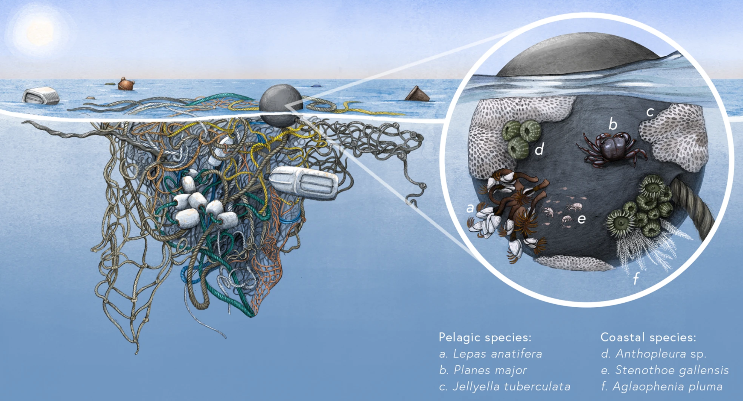 Tiny coastal species have been found living and reproducing in the Giant Pacific Garbage Patch