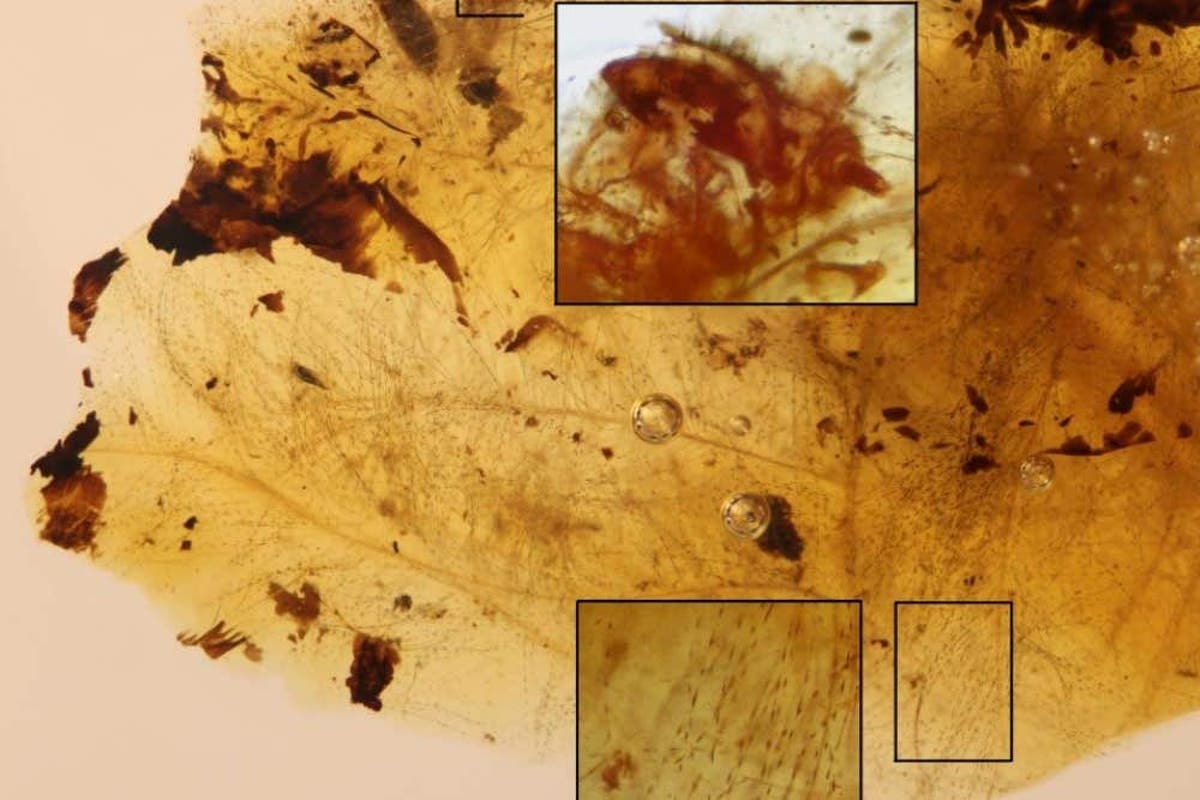 Fossils reveal link between dinosaurs and beetles which fed on feathers