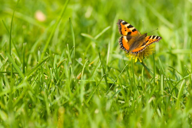 Some simple moves can help boost wildlife on your lawn (Alamy/PA)