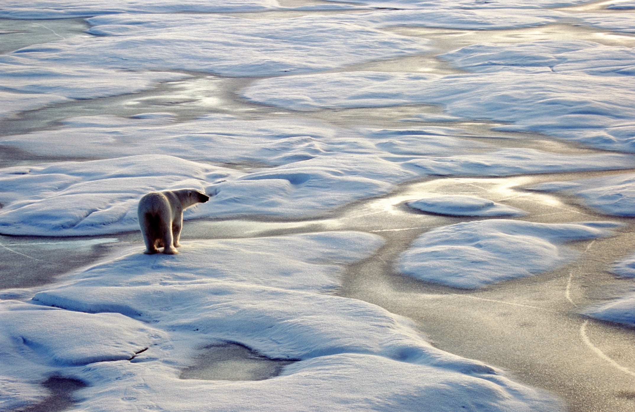 <p>Researchers have observed changes in polar bears in the Arctic</p>
