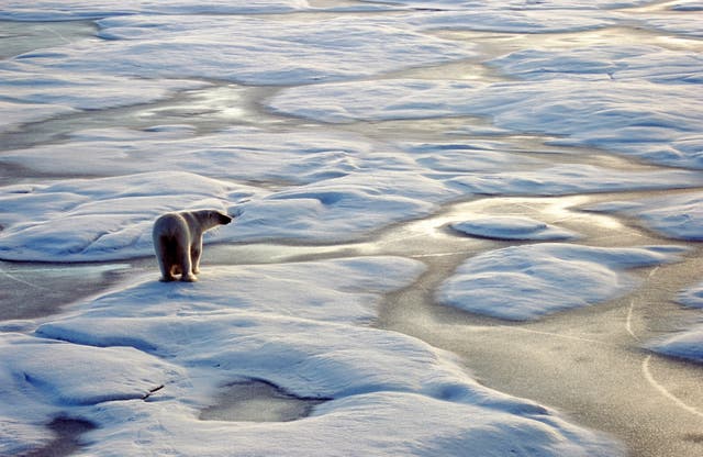 <p>Researchers have observed changes in polar bears in the Arctic</p>