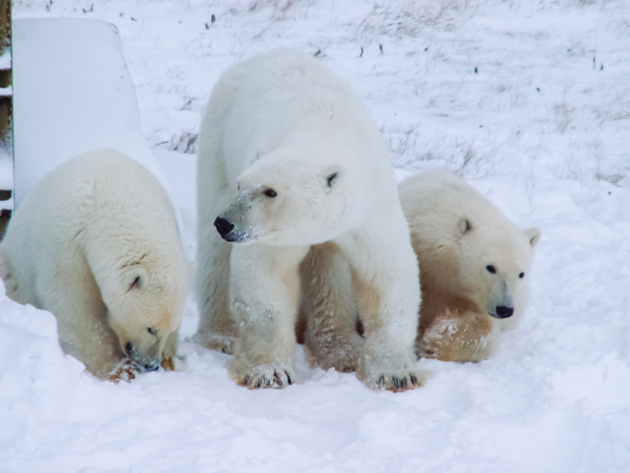 The US and Russia have long had an accord on protecting polar bears