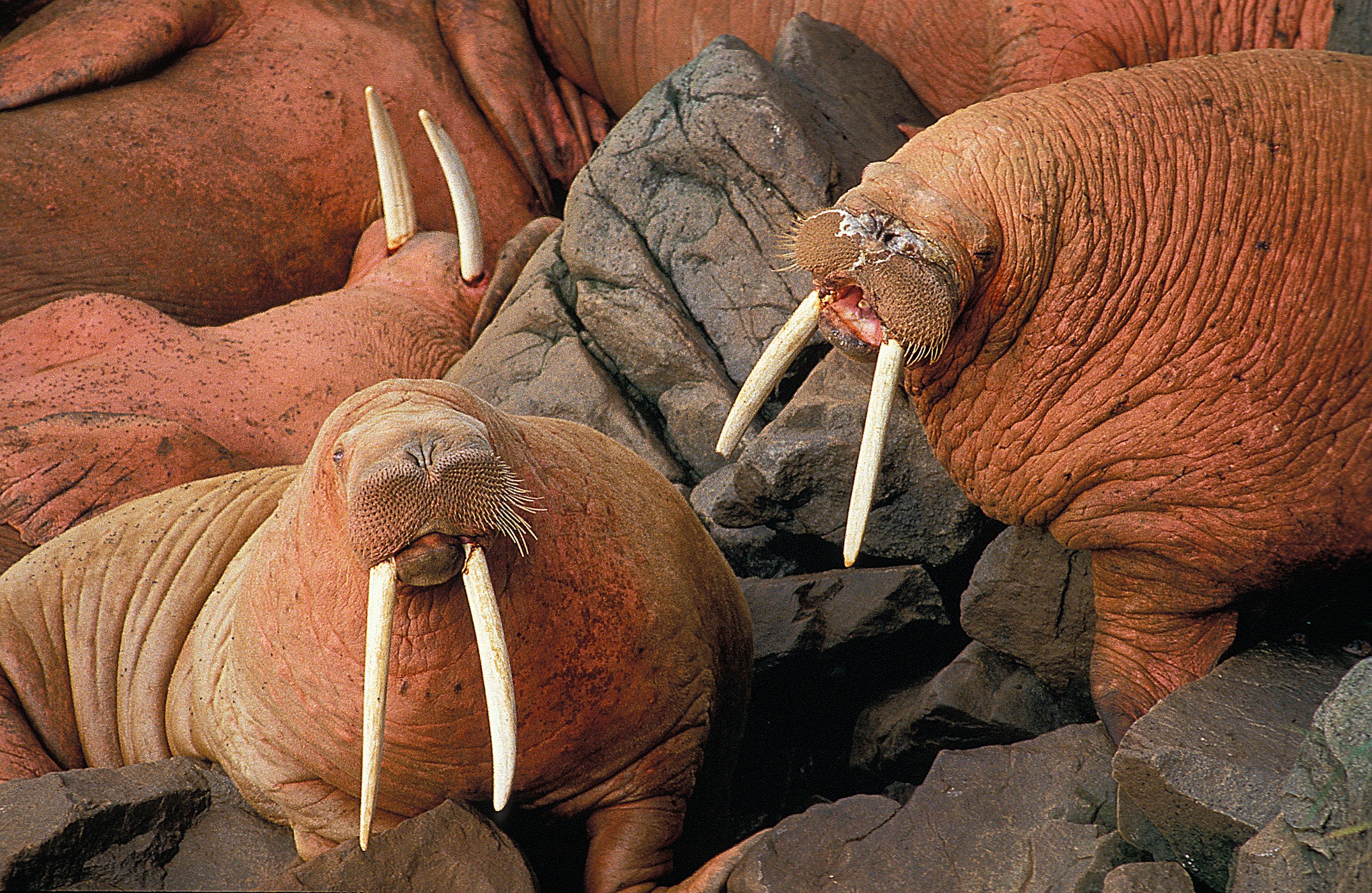 To gauge the actual number of walruses on Cape Serdtse-Kamen, US government scientists need on-the-ground observations from Russia