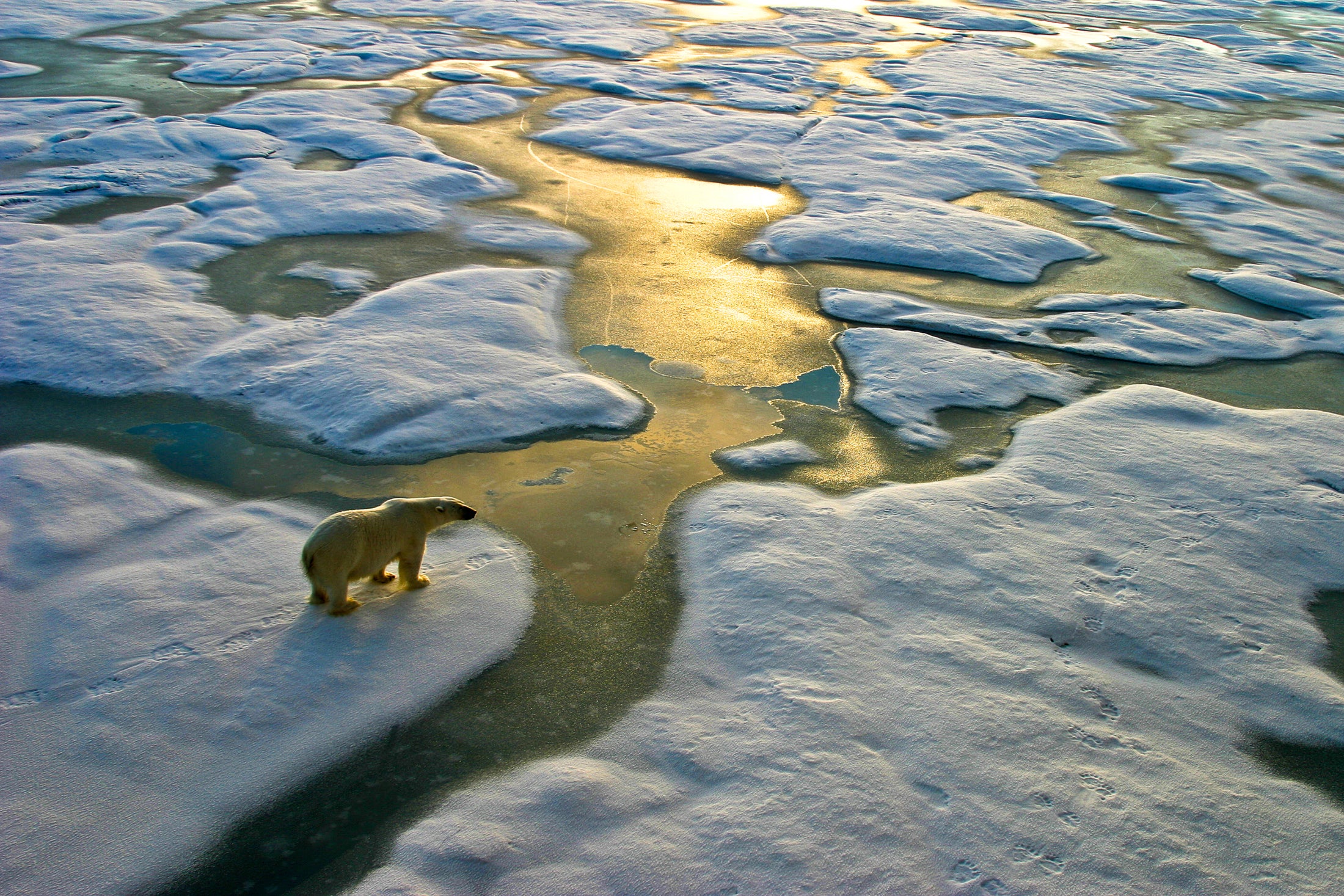 A polar bear in the Russian Arctic close to Franz Josef Land