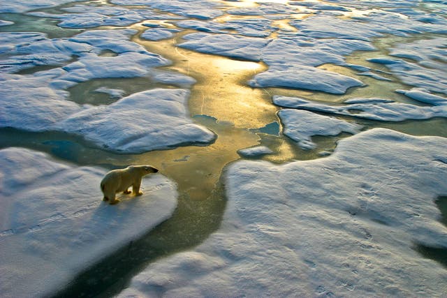 <p>A polar bear in the Russian Arctic close to Franz Josef Land  </p>