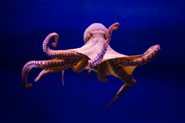 <p>The ‘animal industrial complex’ raises numerous ethical questions, especially with regards to sentient creatures like octopuses</p>