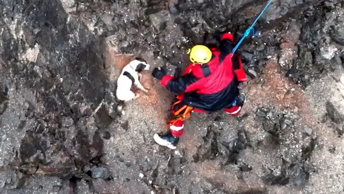 Stranded dog wags tail as firefighters rescue it from cliff face of quarry