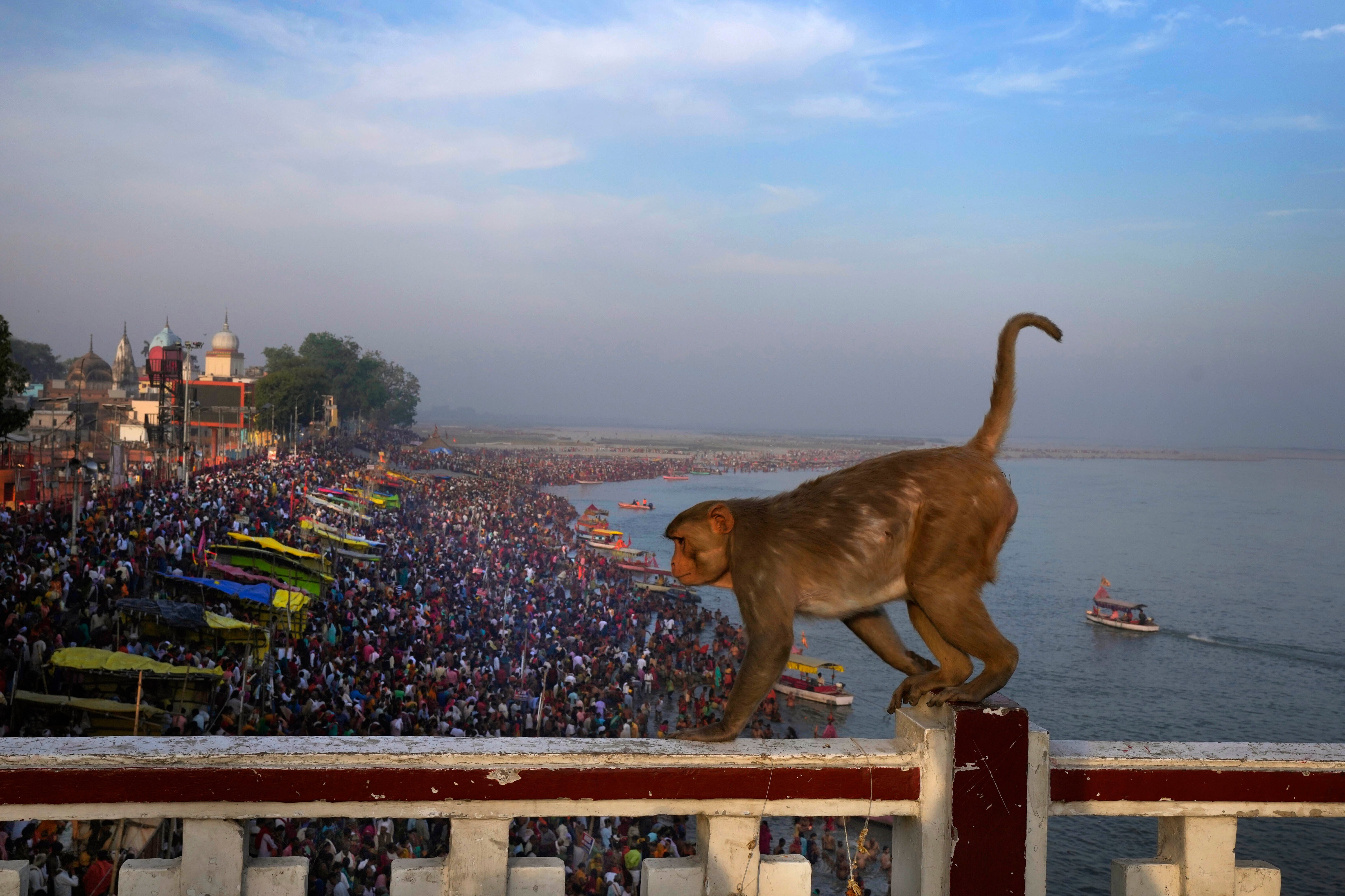 Representational image of a monkey walking on a bridge across the Saryu river in Uttar Pradesh