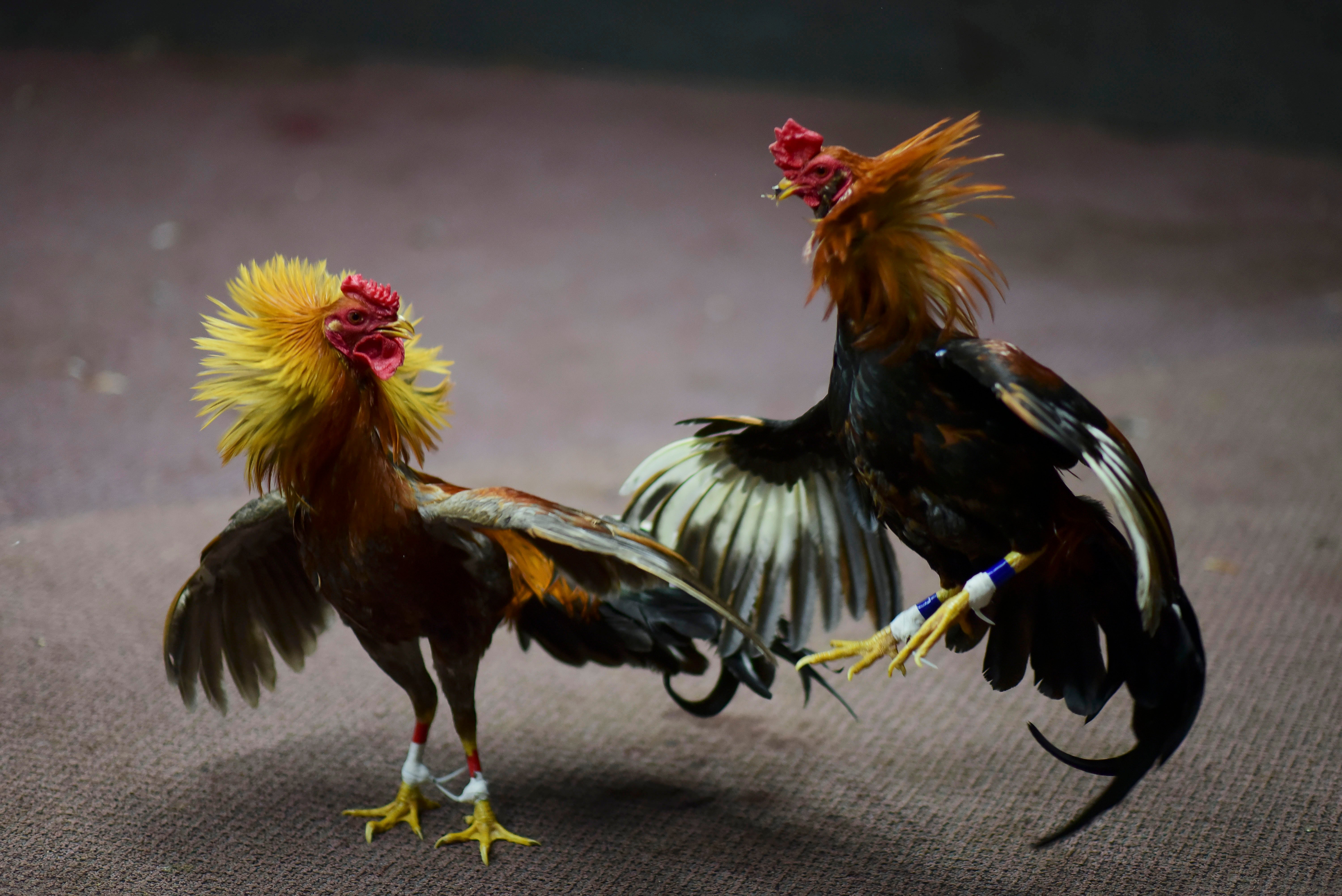Fighting Rooster Background Images HD Pictures and Wallpaper For Free  Download  Pngtree