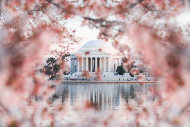 <p>Cherry Blossom in Washington (Destination DC/PA)</p>