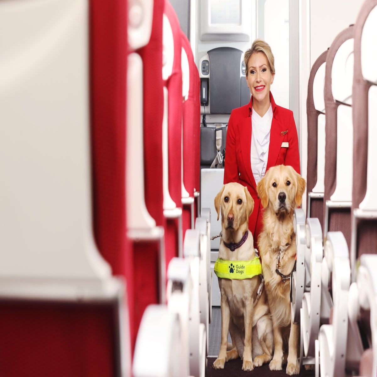 can guide dogs go on planes