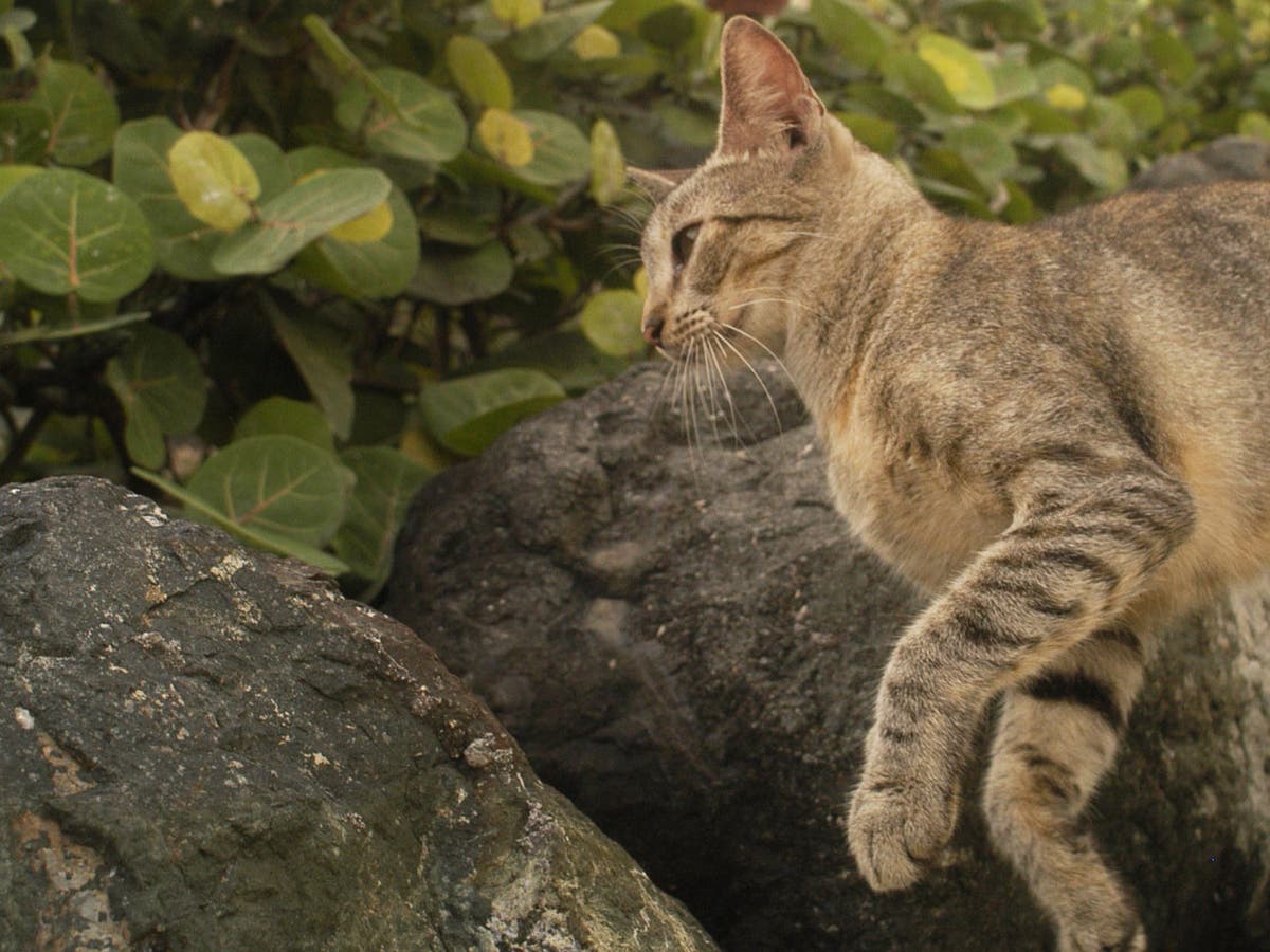 New Zealand feral cat killing competition cancelled after backlash