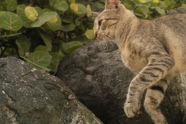 <p>Representational image:  Organisers were forced to axe a category for children under 14 to hunt feral cats </p>