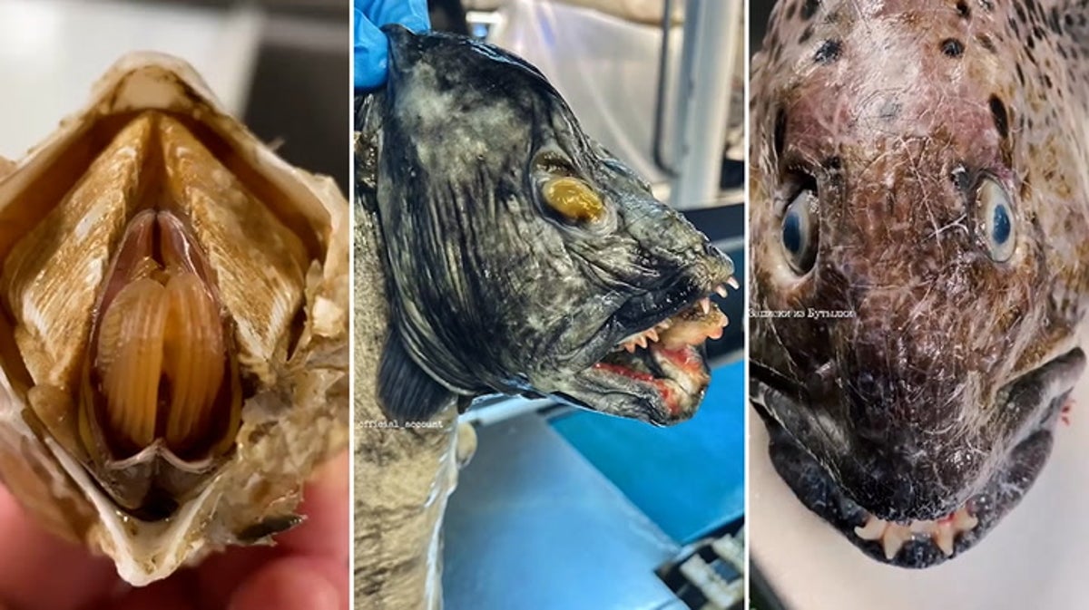 Fish with fangs and large eyes among bizarre creatures deep-sea fisherman catches