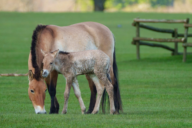 Charlotte and foal Luujin (Whipsnade Zoo/PA)