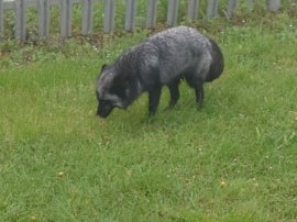 It is thought the rare black fox may have escaped from its owner