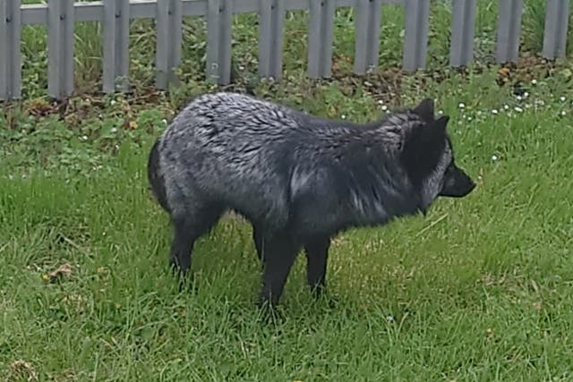 <p>The rare fox type has been seen in Barry </p>