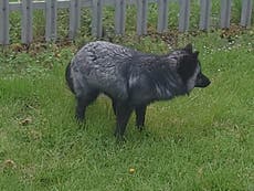 Rare black fox spotted roaming streets in Wales as public urged to call RSPCA