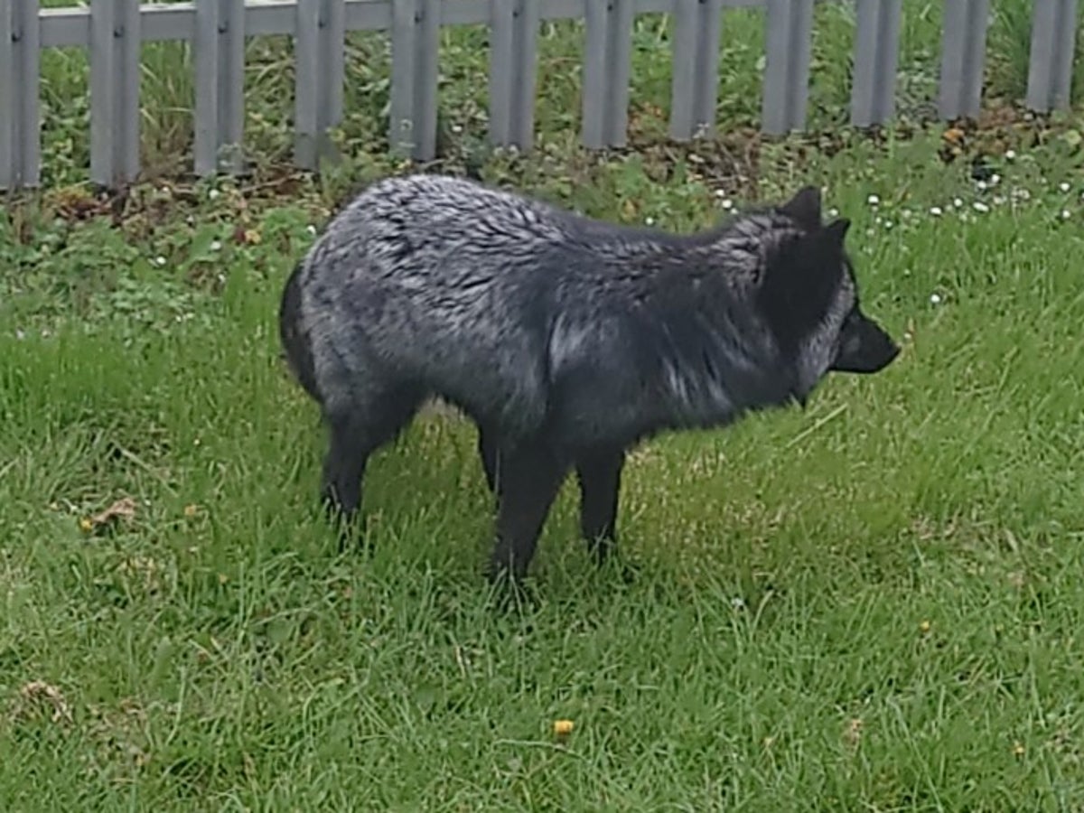 Rare black fox spotted in Somerset is back home after escape bid - BBC News