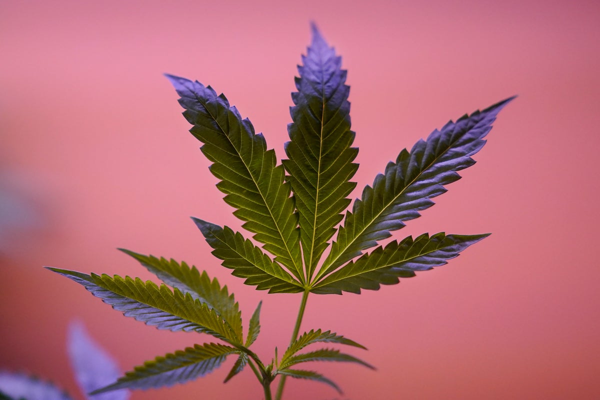 Uneasy marijuana industry seeks broader trade amid vast glut