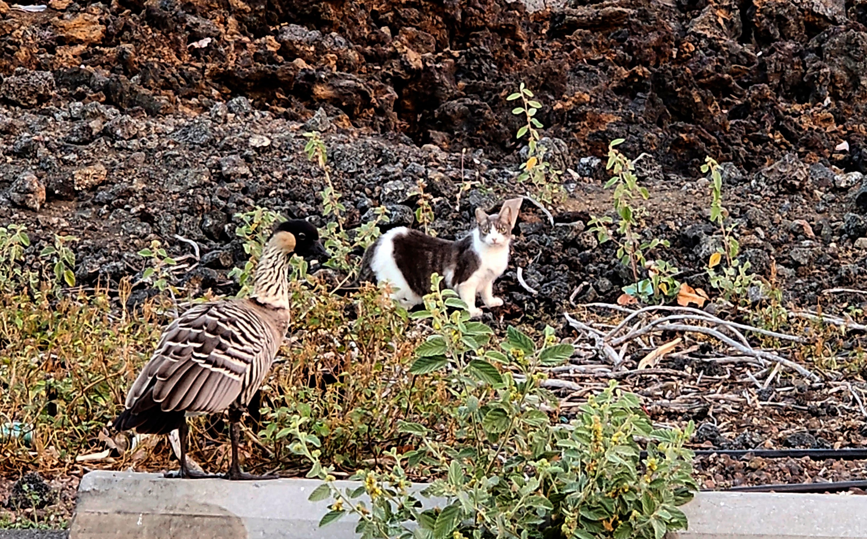 Feeding feral outlet cats