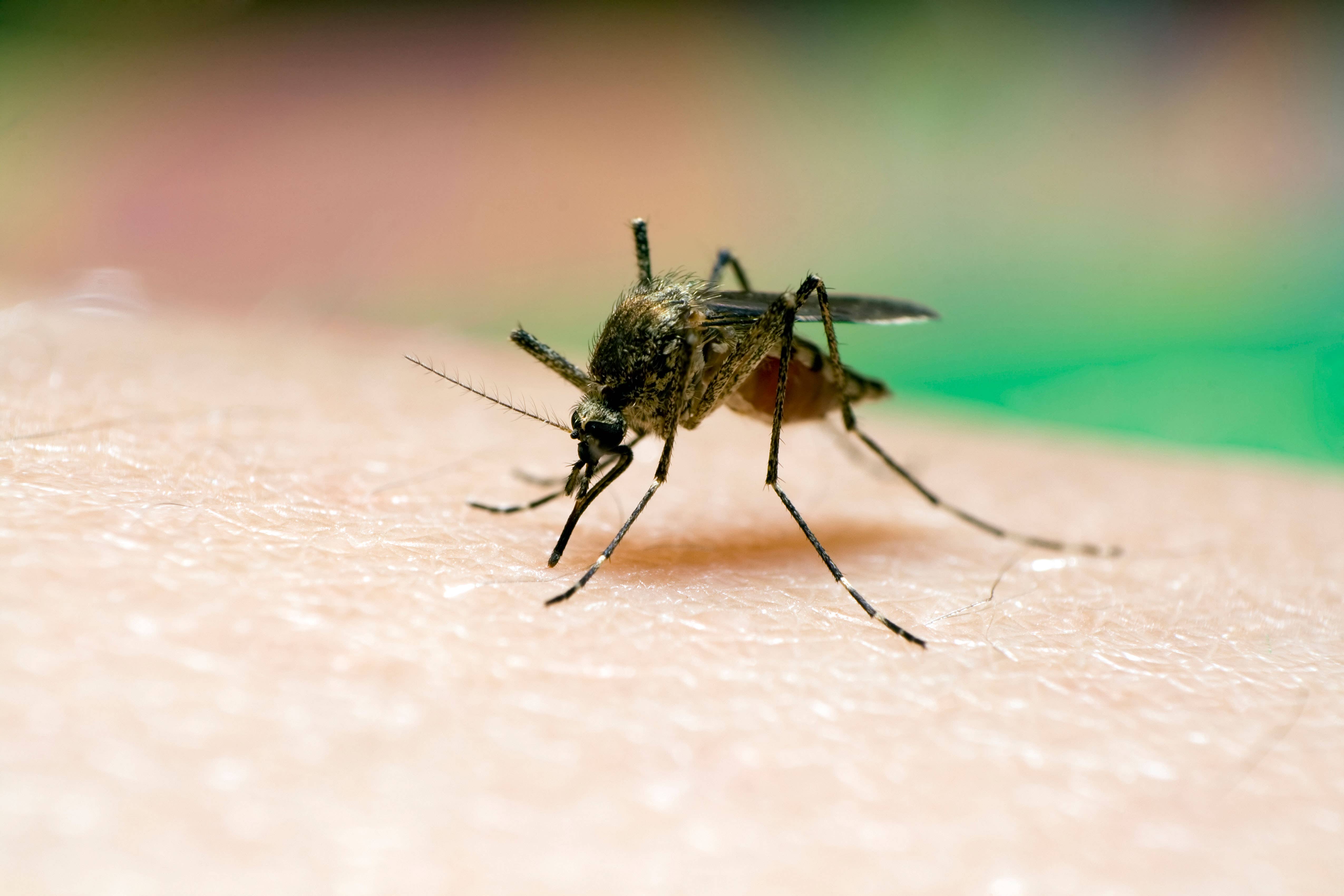 Researchers will investigate the risk of mosquito-borne disease in Scotland (Alamy/PA)