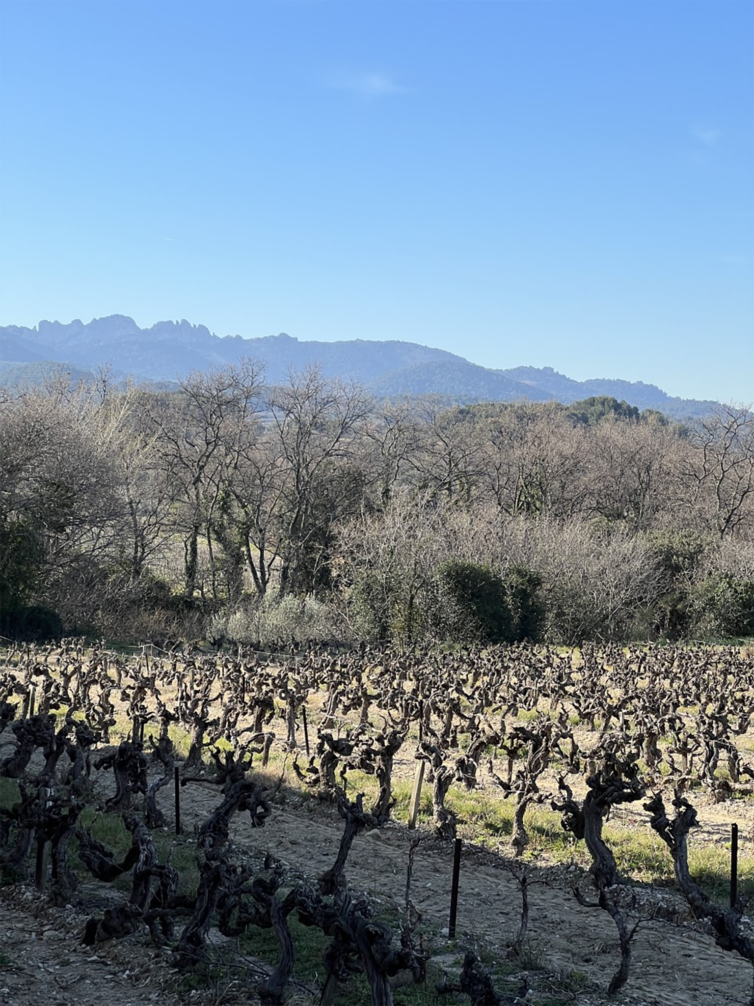 The vines at Domaine de l’Amandine
