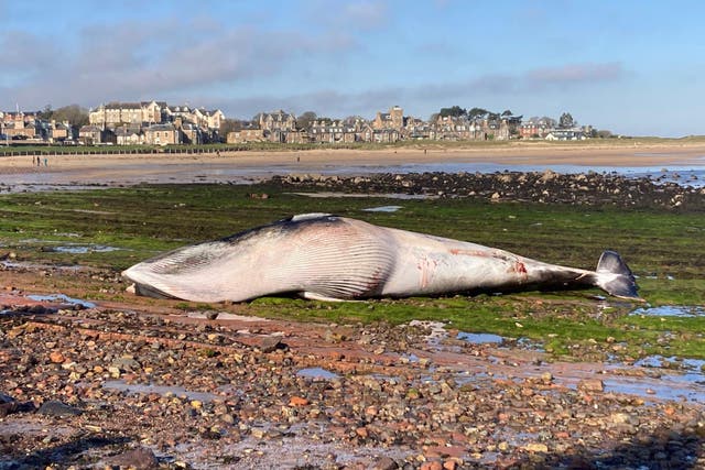 A dead minke whale has washed up on the beach at North Berwick (East Lothian Council/PA)