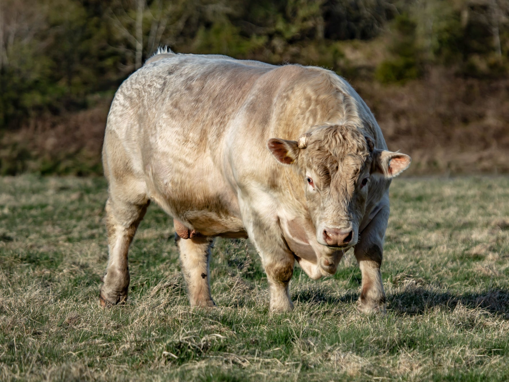 (File image) The escaped bull was shot dead by police