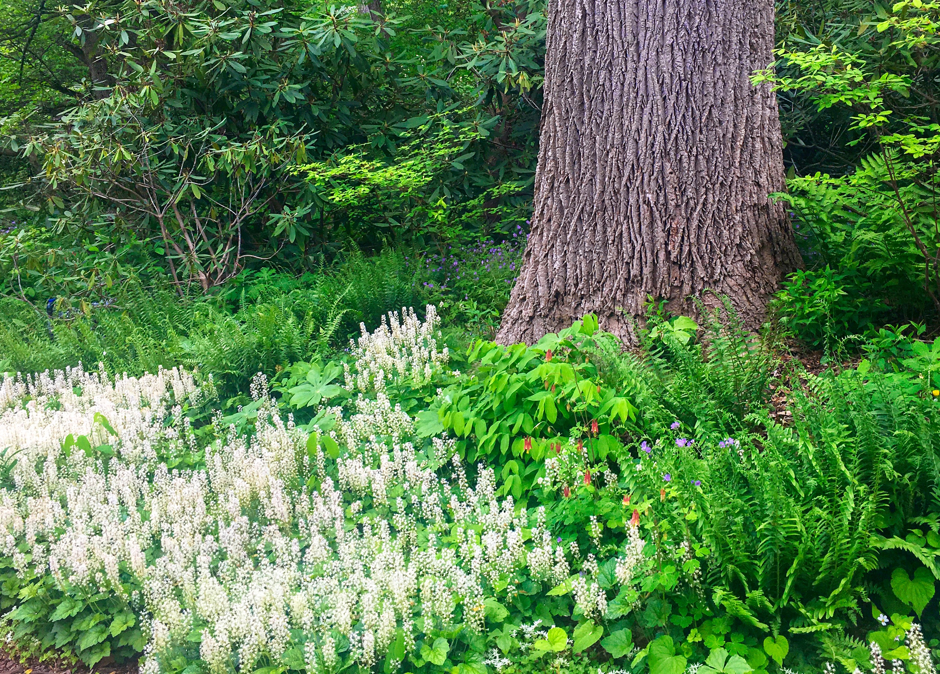 Earth Day-Parenting-Tallamy