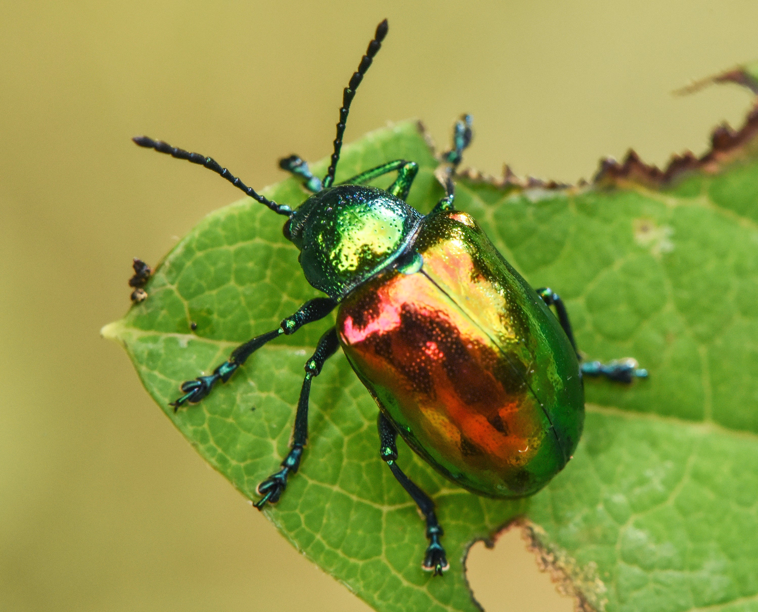 Earth Day-Parenting-Tallamy