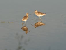 A cry for the endangered curlew – and what can be done to save it