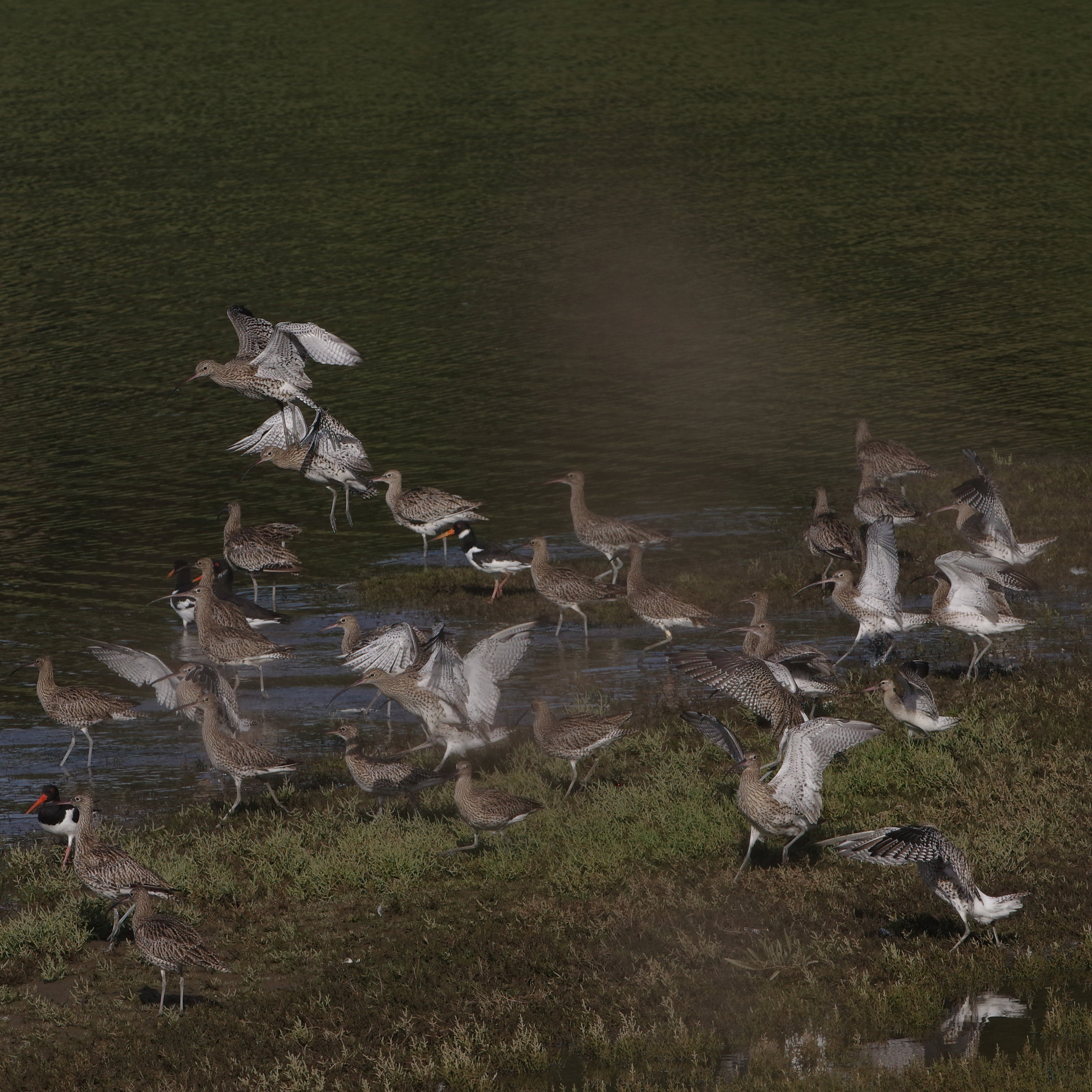 Flight or flee: Curlews and oyster catchers taking flight in Cornwall